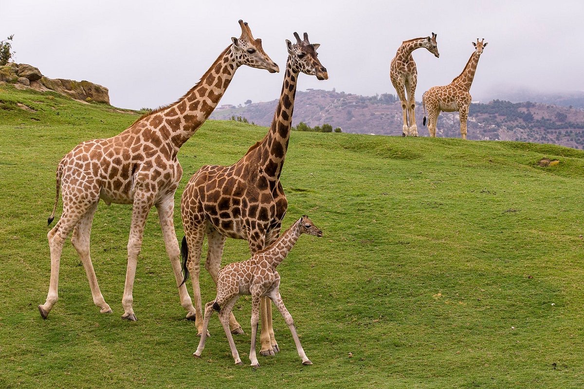 San Diego Zoo Safari Park — giraffe